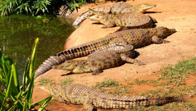 Group of crocodiles basking in the sun along a reddish dirt bank beside a green pond, with leafy plants on the left.